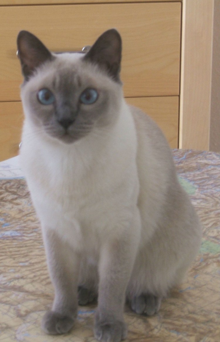 Тайская вислоухая кошка