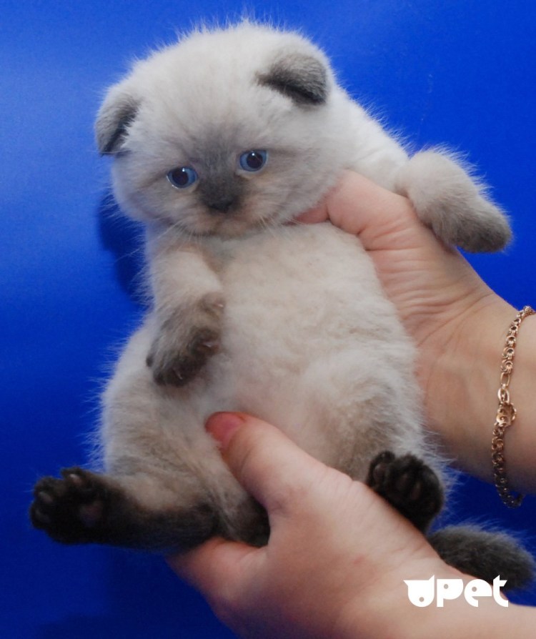 Сиам метис кошка