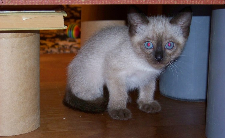 Сиамский кот метис