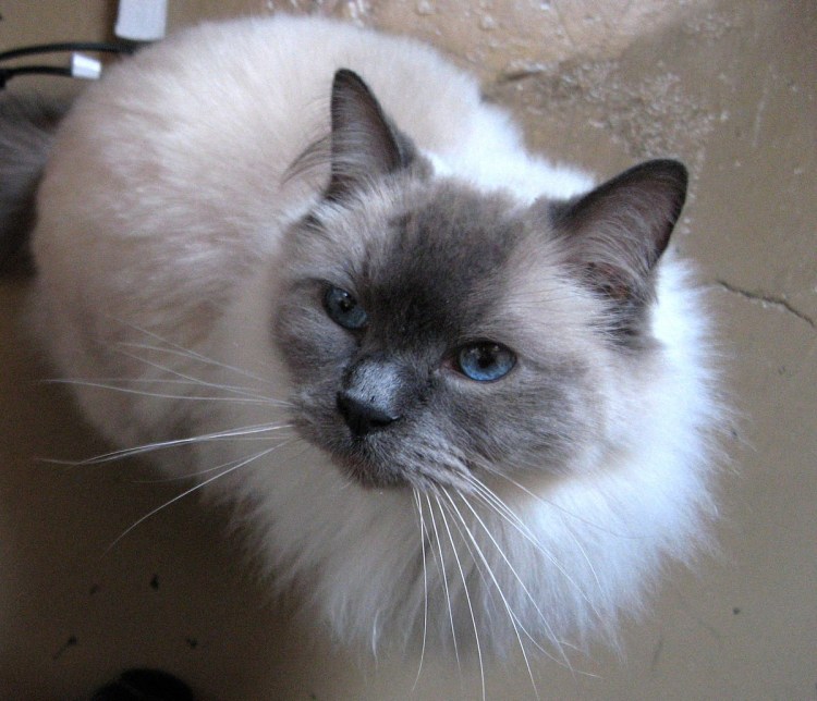 Сиамская вислоухая кошка