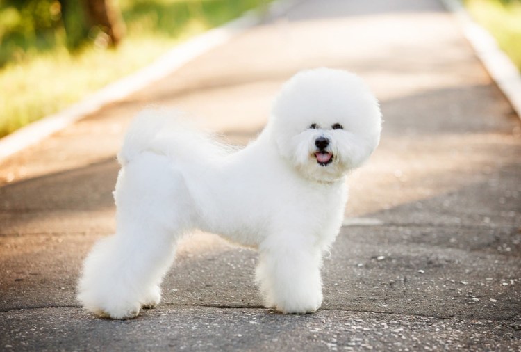 Мальтийский терьер Эбби