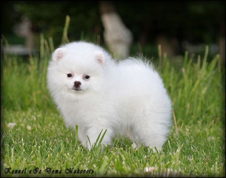 Бишон фризе щенки