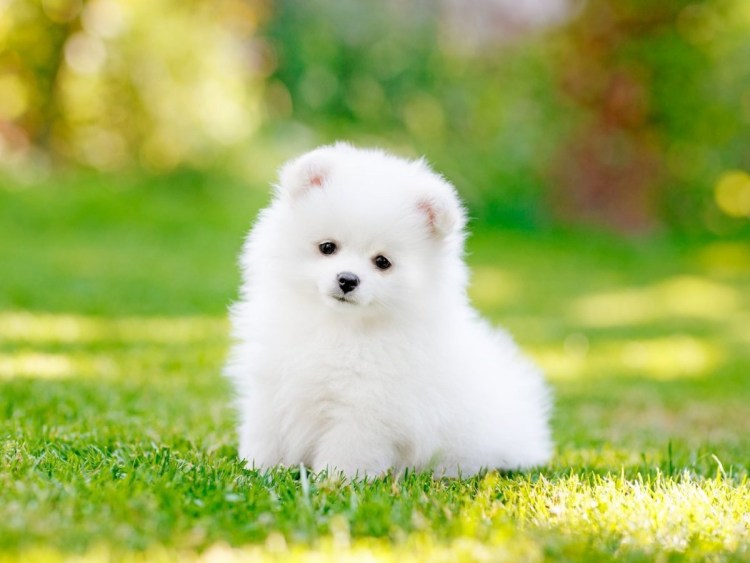 Бишон Болоньез Мальтийская болонка