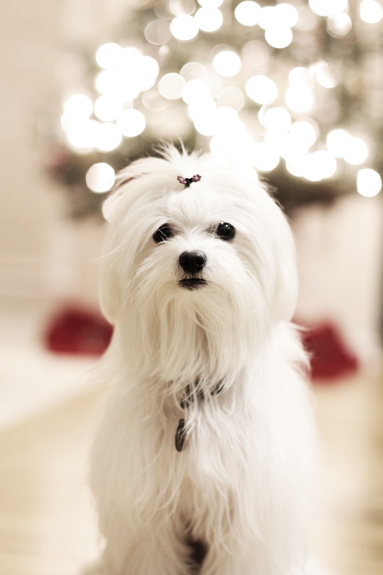 Бишон терьер белый