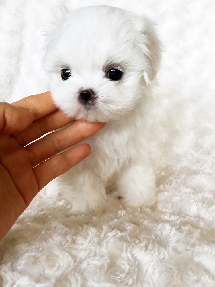 Мальтийская болонка Teacup