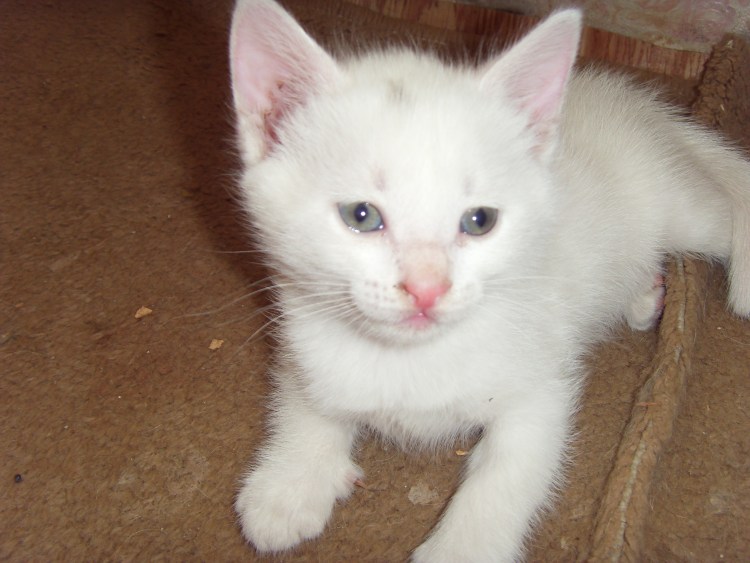 Белый котенок с серыми пятнами