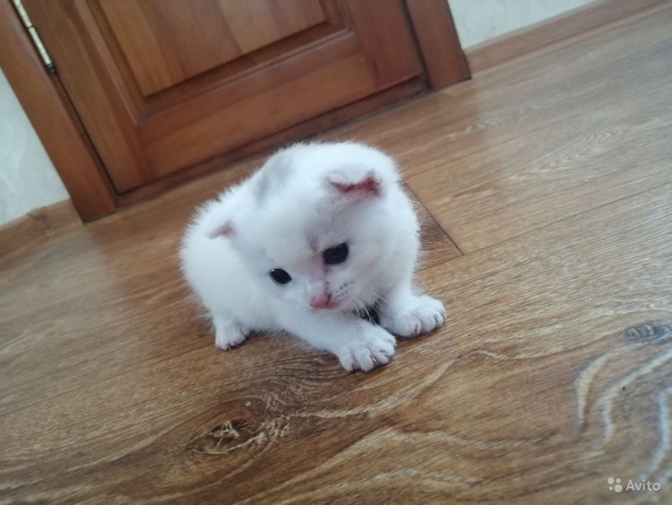 Кошка с белым пятнышком на лбу