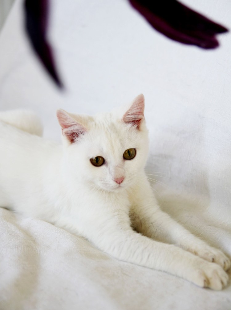 Као мани котята серое пятнышко