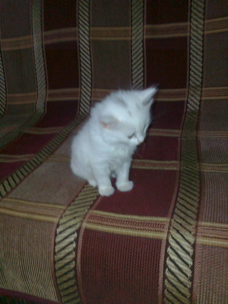 Белый кот с пятнышком на голове