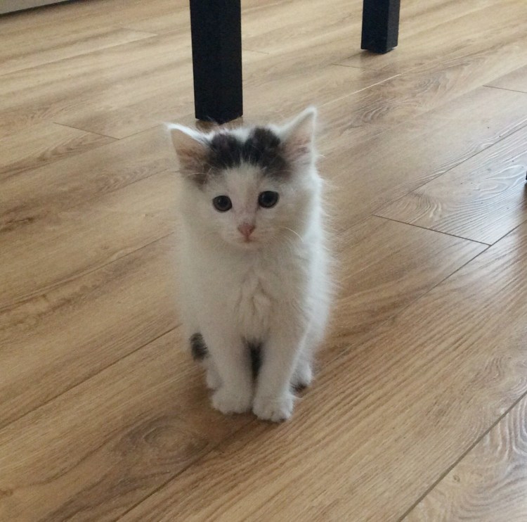 Турецкая ангора кошка вислоухая