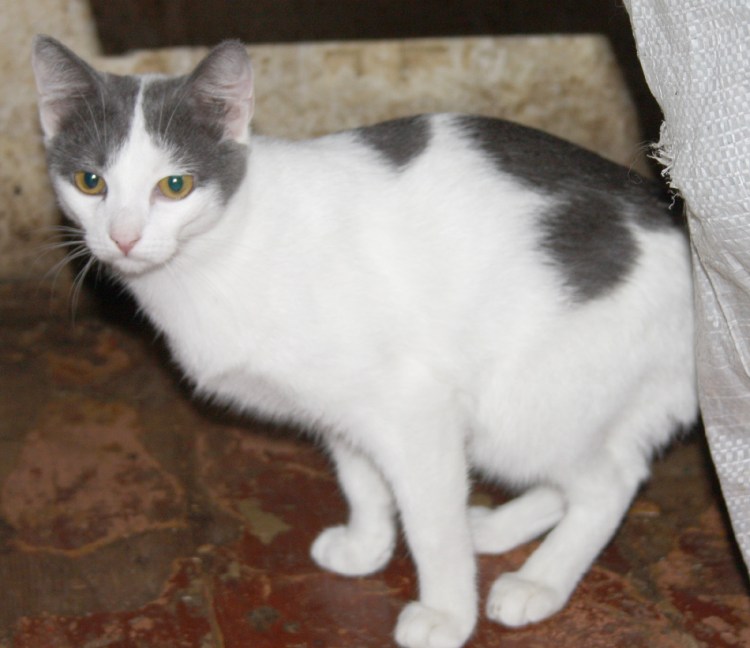 Белая кошка с черными пятнами