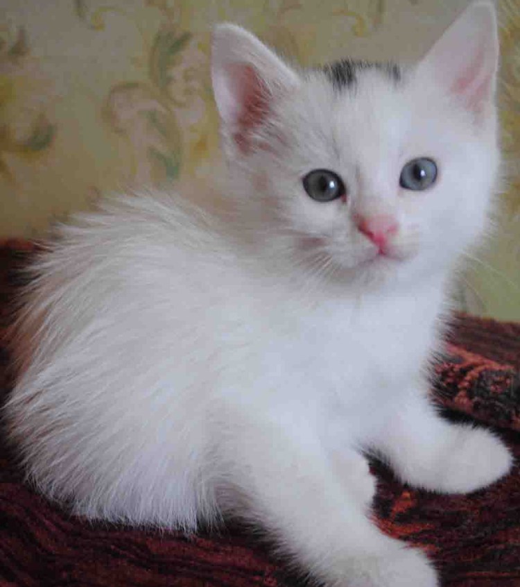 Турецкая ангора котята серые