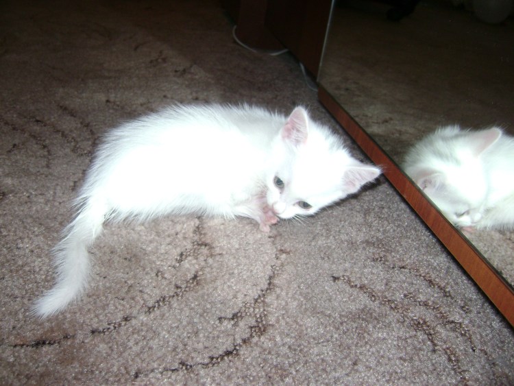 Белый котенок с черным хвостом