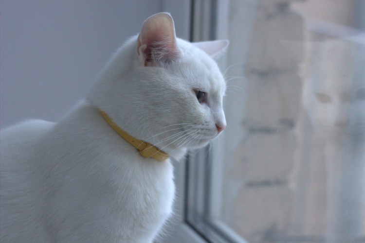 Беспородистый белый кот