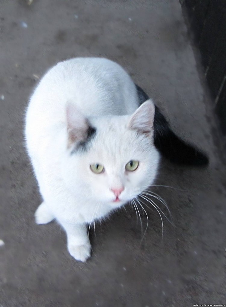 Белая кошка с пятнами