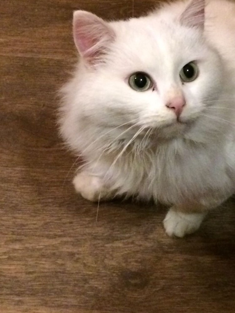 Белая кошка с серым пятном на голове порода
