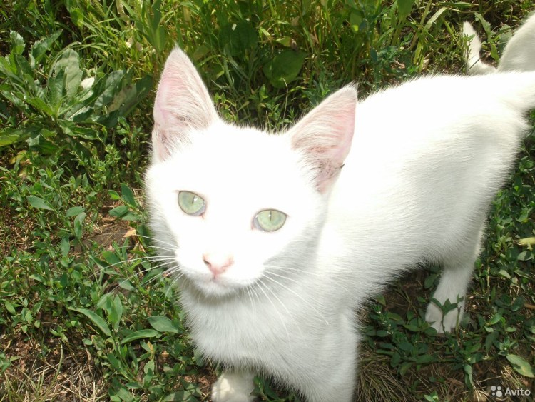Домашние котята белые