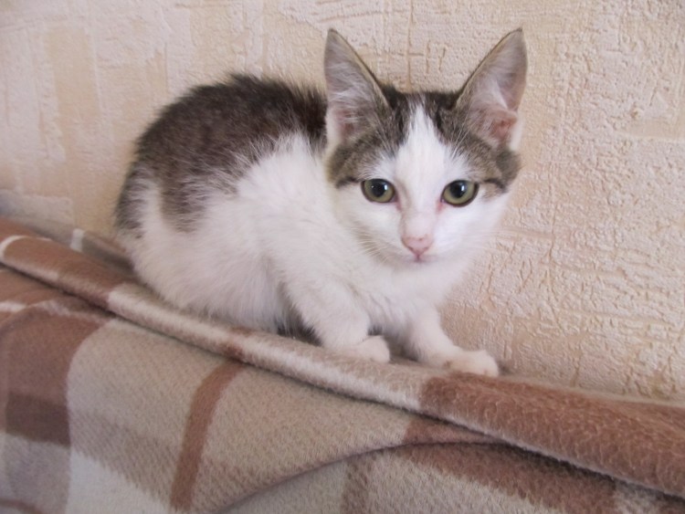 Белый кот с серым пятнышком на голове