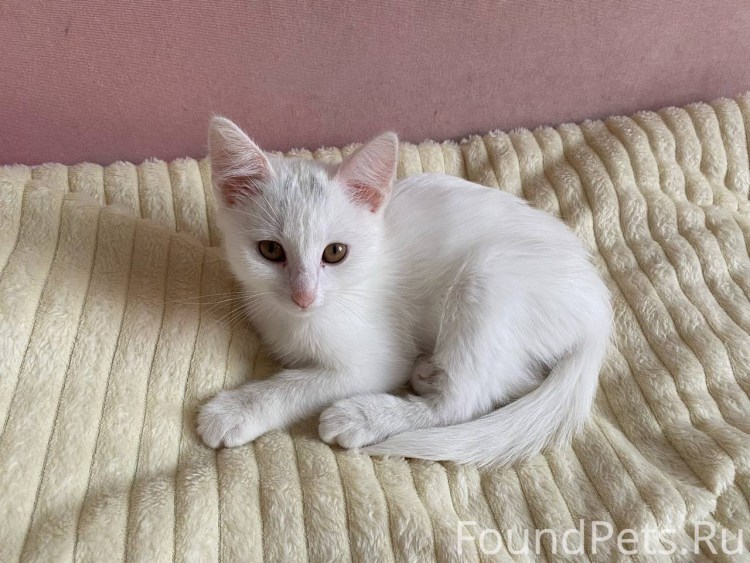 Котик Максим