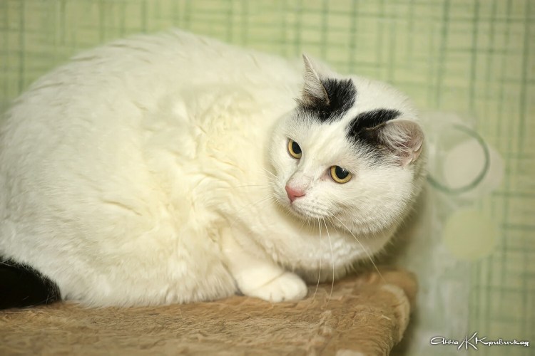 Белый котенок с черными пятнышками