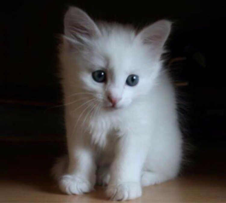 Белый котенок с серыми пятнами