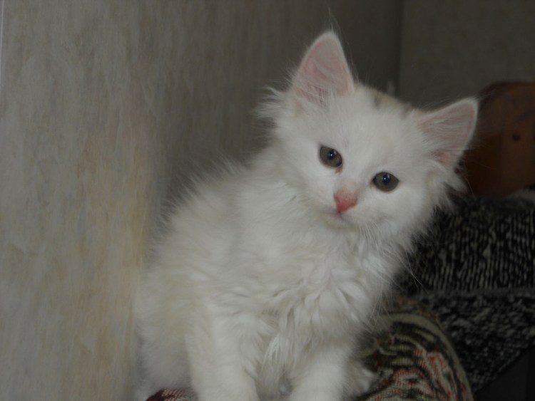 Кот с серыми и кремовыми пятнами