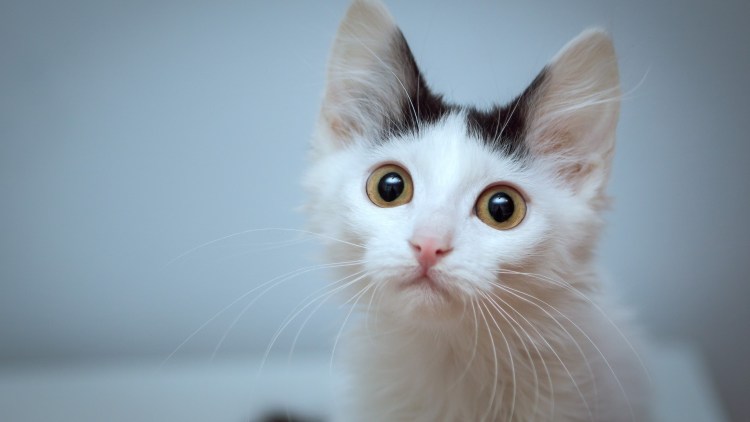 Турецкая ангора серая