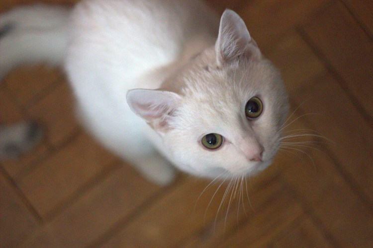 Серенький с белым котёнок с оранжевыми глазками