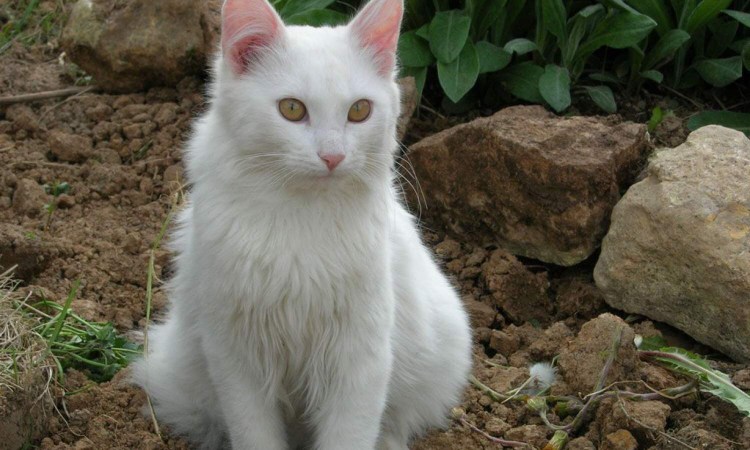 Белая кошка с черным хвостом