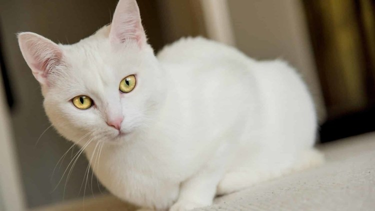 Черный и белый котенок