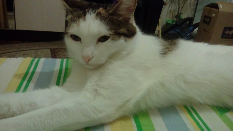 Черно белый кот с пятном на носу