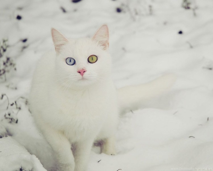 Белый кот в пятнышко