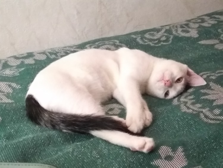 Турецкая ангора короткошерстная