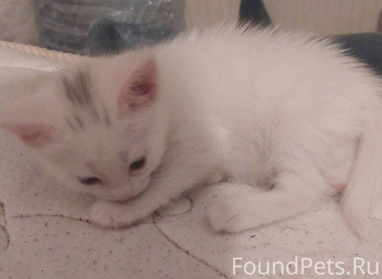 Маленький Беленький котенок