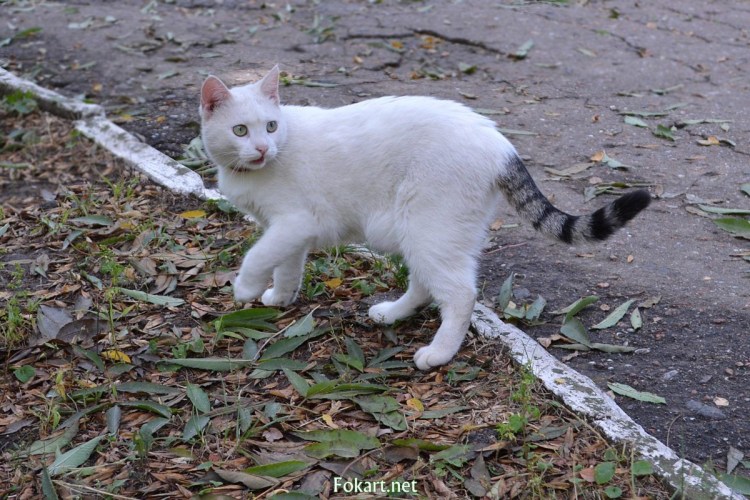 Белый голубоглазый кот