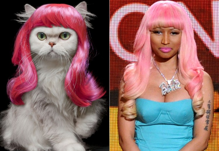 Кот бабушка постригла