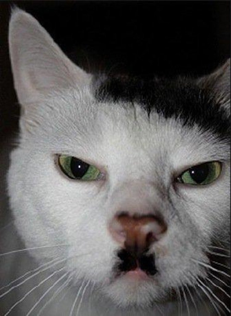 Самых красивых котов