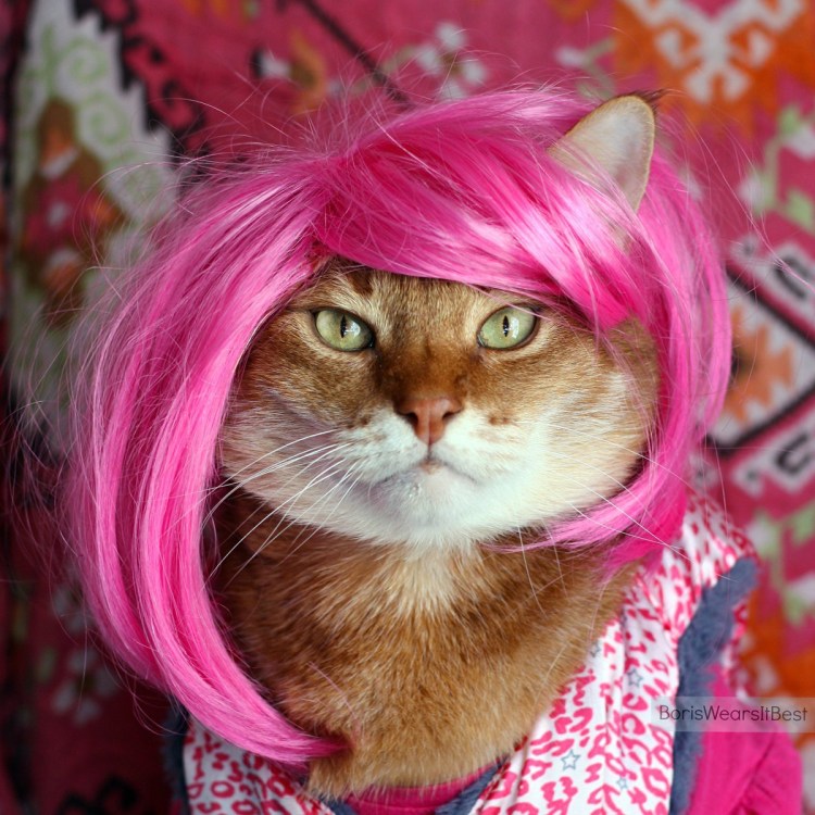 Гималайская кошка котенок