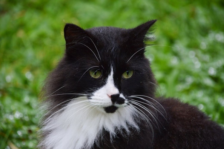 Ирина Навценя