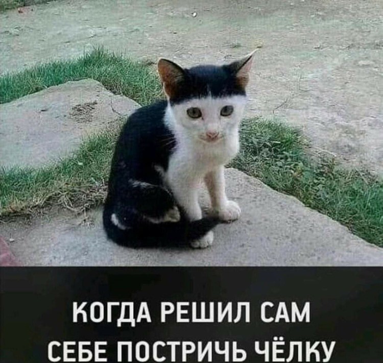 Кот с челкой