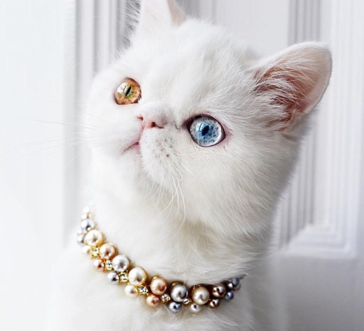 Милые котята с разноцветными глазами