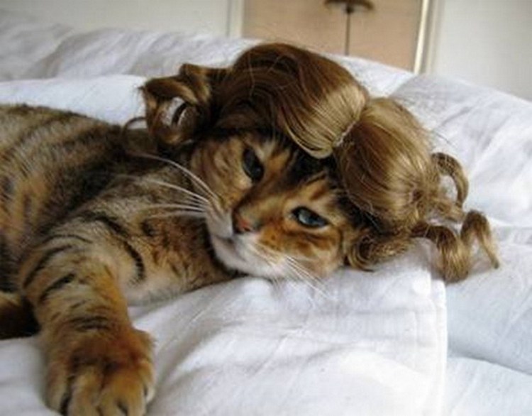 Девушка с котом арт