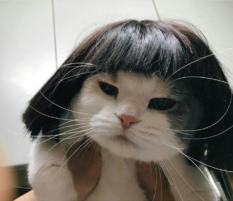 Кот в парике