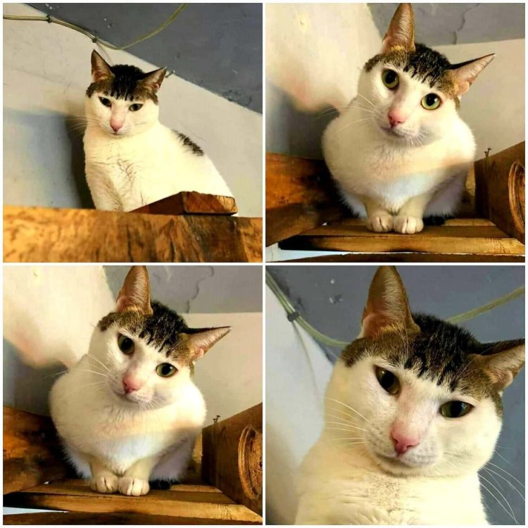 Кот в розовом парике