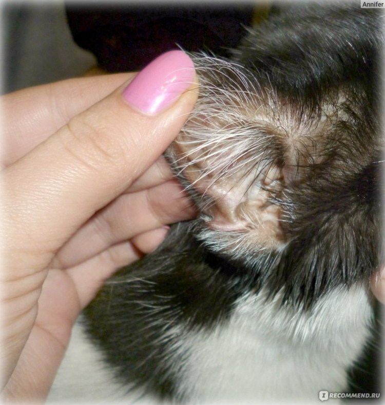 Яйца ушного клеща под микроскопом