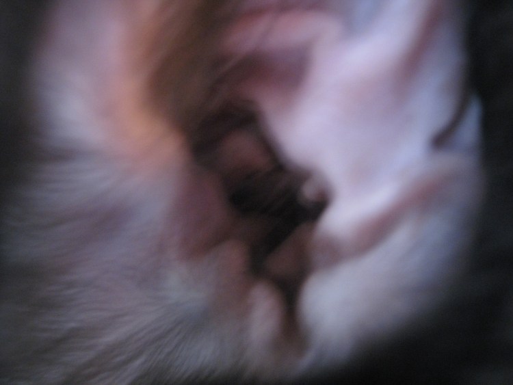 Ушной клещ (отодектоз) у котов