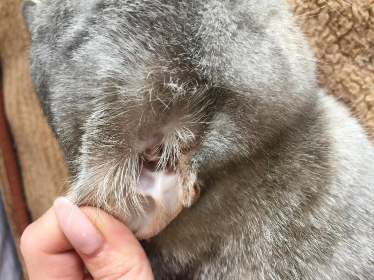 Черное пятно на ухе у кота