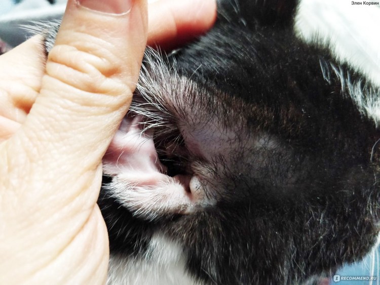 Отодектоз (ушная чесотка)