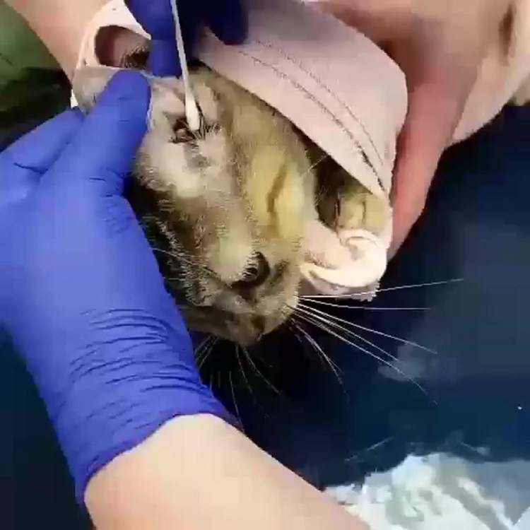 Лишай у британских котят