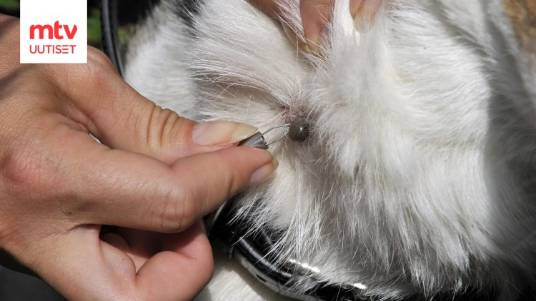 Вирусный ринотрахеит кошек